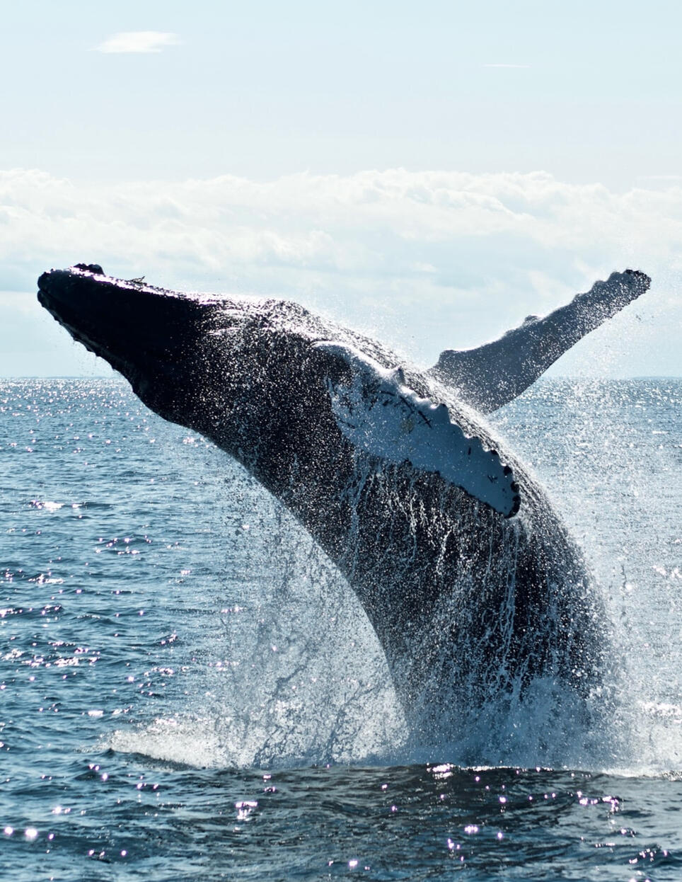 Photo by Todd Cravens on Unsplash